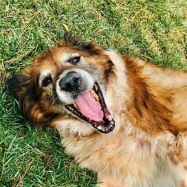 Smiling senior dog to rescue