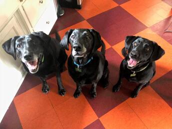3 senior dog sisters - adopted!