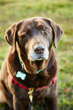 Buddy, the blind senior dog rescue