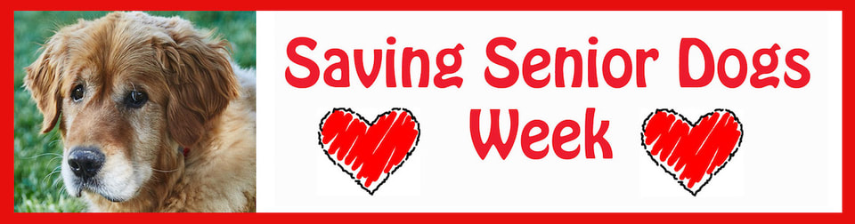 Saving Senior Dogs Week